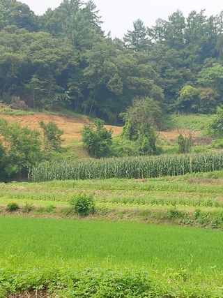 이진권 님의 옥수수 · 영농일지 작성글 사진