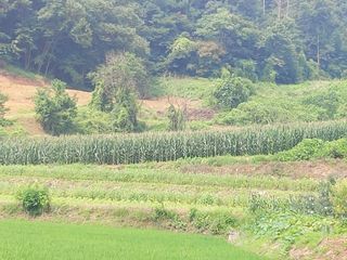 이진권 님의 옥수수 · 영농일지 작성글 사진