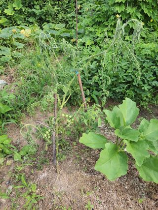 원빈님의 토마토 · 일상 작성글 사진