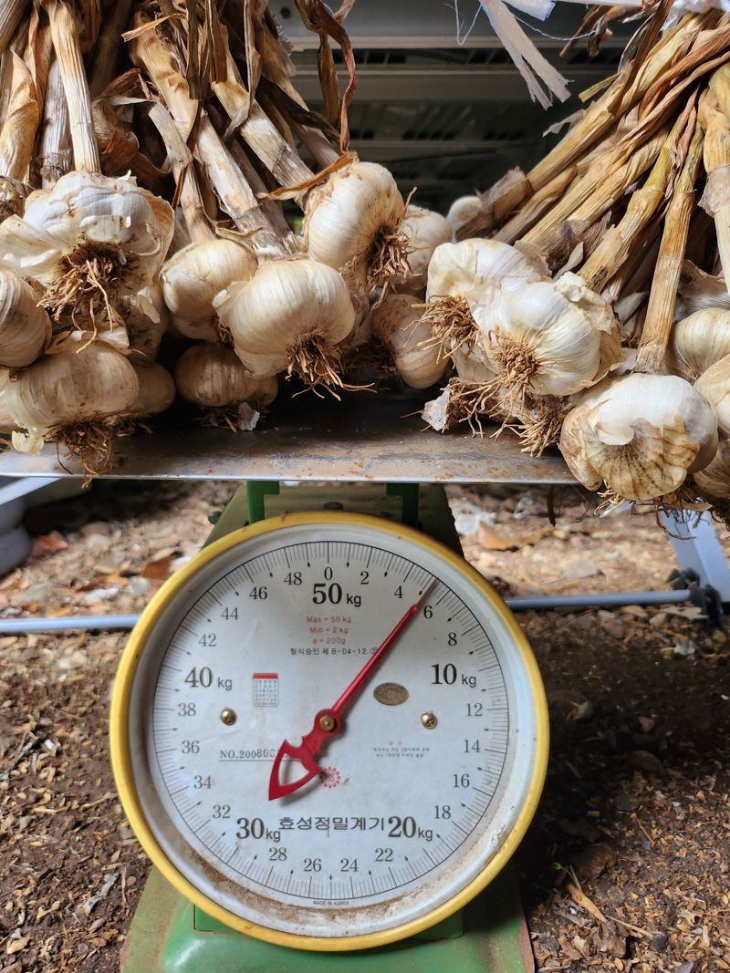 장터 상품 [무농약 인증 홍삼마늘 ] 썸네일
