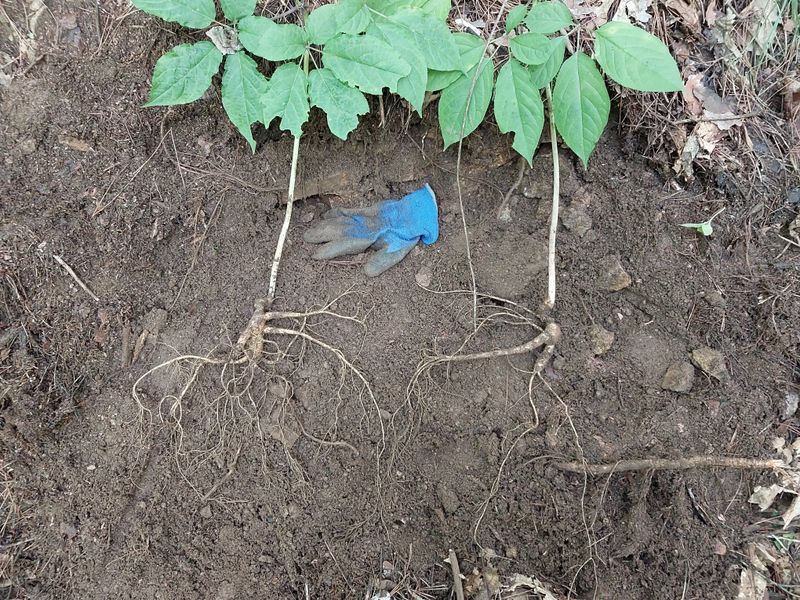 김봉호님의 장터 판매 상품 [산삼 1세트] 첨부 사진