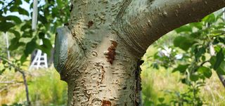 부지깽이 님의 사과 · 병해충상담 작성글 사진