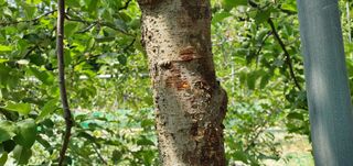 부지깽이 님의 사과 · 병해충상담 작성글 사진