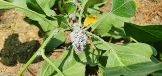 부지깽이 님의 사과 · 병해충상담 작성글 사진