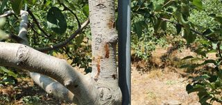 부지깽이 님의 사과 · 병해충상담 작성글 사진