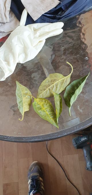 동심님의 고추 · 일상 작성글 사진