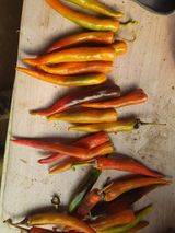 팜모닝 고추·병해충상담 게시글 이미지