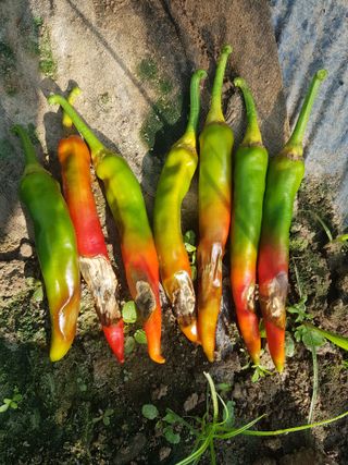 초보농사님의 고추 · 병해충상담 작성글 사진