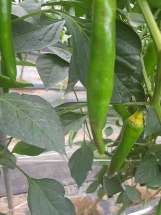 초보농사님의 고추 · 병해충상담 작성글 사진