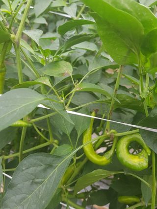 초보농사님의 고추 · 병해충상담 작성글 사진