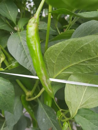 초보농사님의 고추 · 병해충상담 작성글 사진