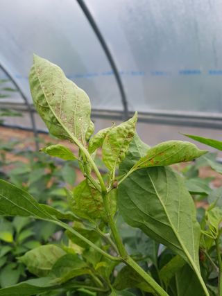 초보농사님의 고추 · 병해충상담 작성글 사진