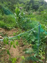 팜모닝 고구마·병해충상담 게시글 이미지