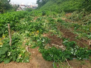 달래님의 고구마 · 병해충상담 작성글 사진