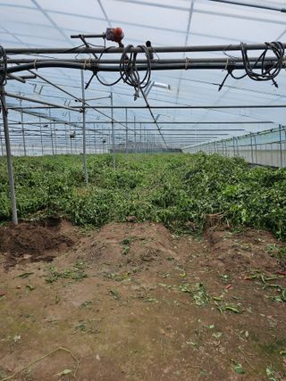 신재용님의 고추 · 토양준비 작성글 사진