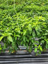 팜모닝 고추·병해충상담 게시글 이미지