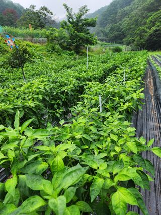 kis님의 고추 · 병해충상담 작성글 사진