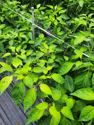 kis님의 고추 · 병해충상담 작성글 사진