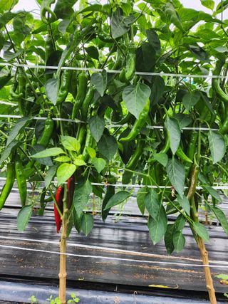 kis님의 고추 · 병해충상담 작성글 사진