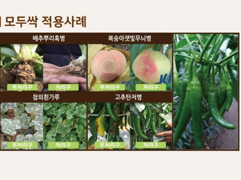 대산농사대장님의 장터 판매 상품 [모두싹  프리미엄 10kg 당일발송 무료배송] 첨부 사진