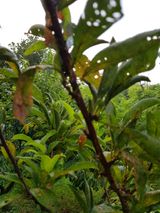 팜모닝 팜모닝 병해충 연구회·병해충상담 게시글 이미지