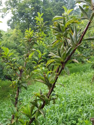 김경희님의 팜모닝 병해충 연구회 · 병해충상담 작성글 사진