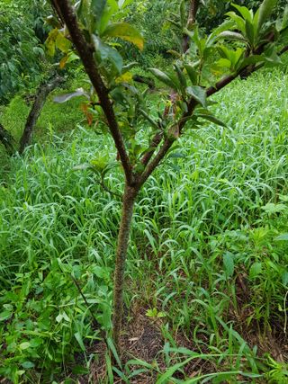 김경희님의 팜모닝 병해충 연구회 · 병해충상담 작성글 사진