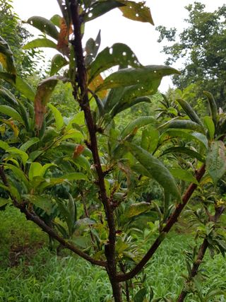 김경희님의 팜모닝 병해충 연구회 · 병해충상담 작성글 사진