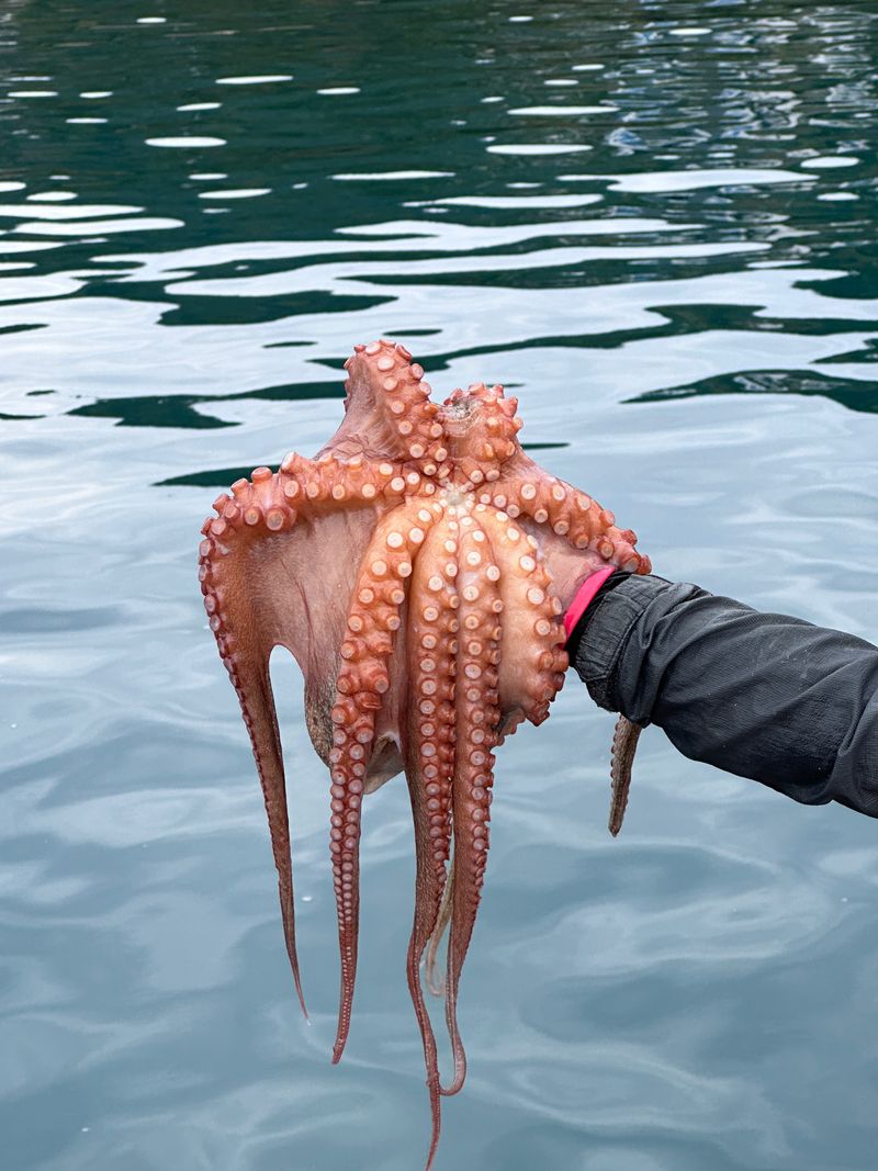 정승일님의 장터 판매 상품 [남해 돌문어 ] 첨부 사진