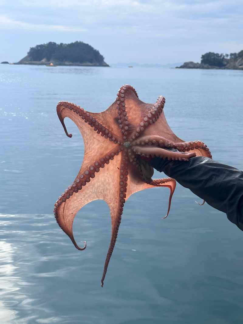 장터 상품 [남해 돌문어 ] 썸네일