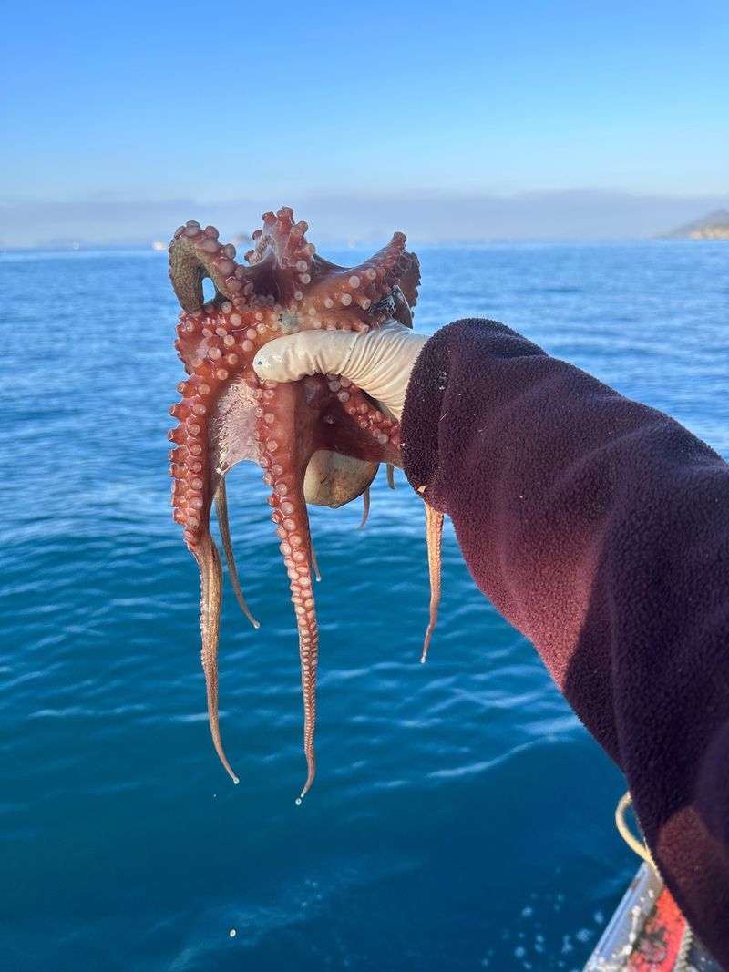 정승일님의 장터 판매 상품 [남해 돌문어 ] 첨부 사진