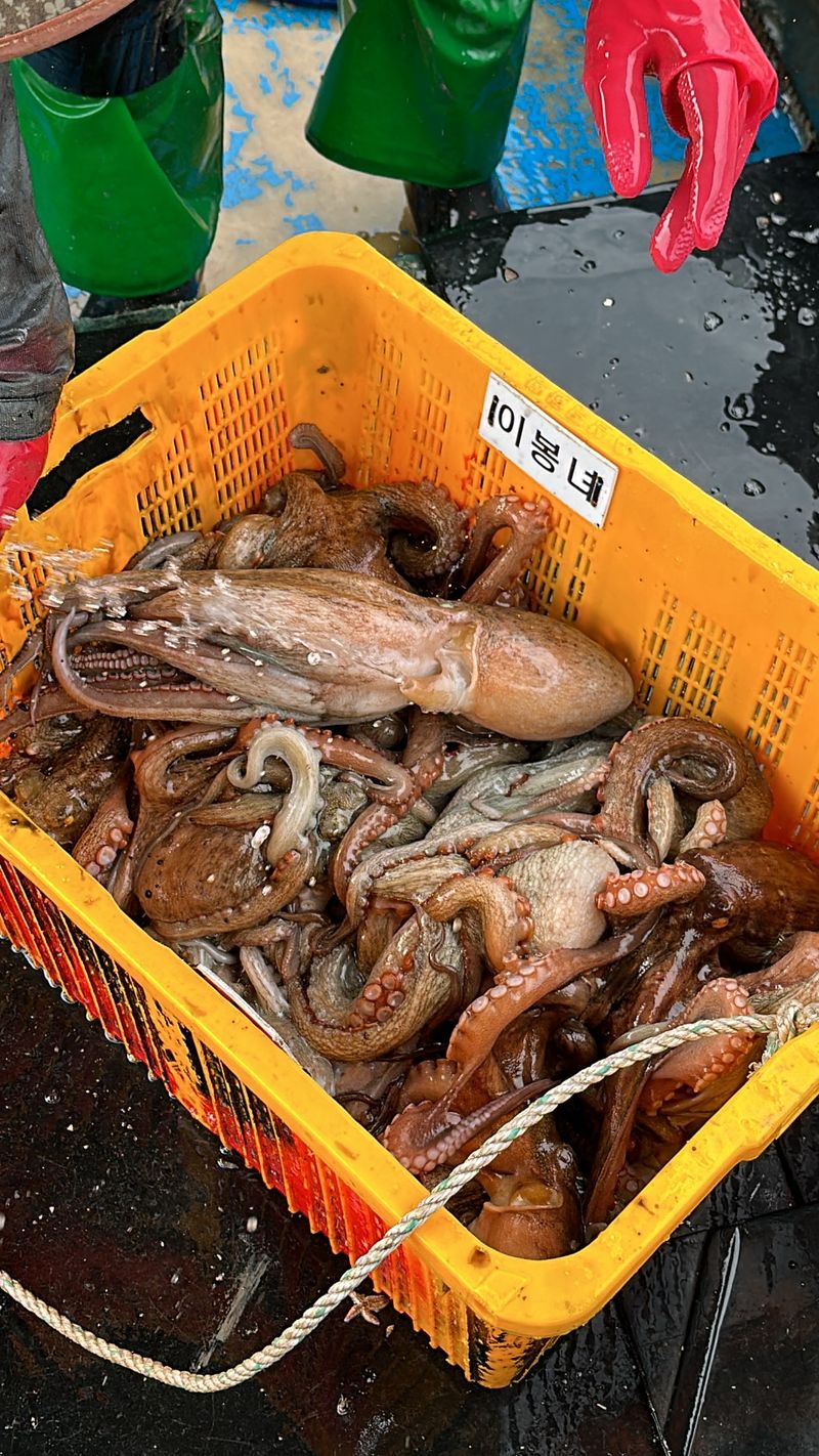 정승일님의 장터 판매 상품 [남해 돌문어 ] 첨부 사진