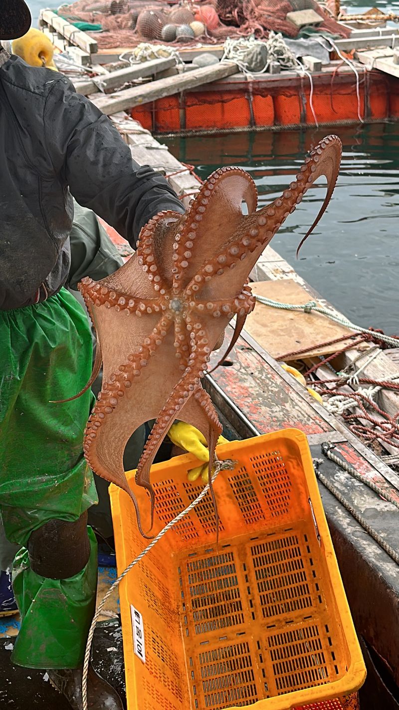 정승일님의 장터 판매 상품 [남해 돌문어 ] 첨부 사진