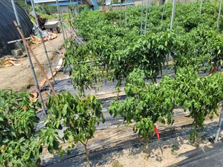 최 태운님의 고추 · 영농일지 작성글 사진