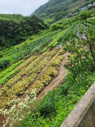 배순녀님의 작성글 사진