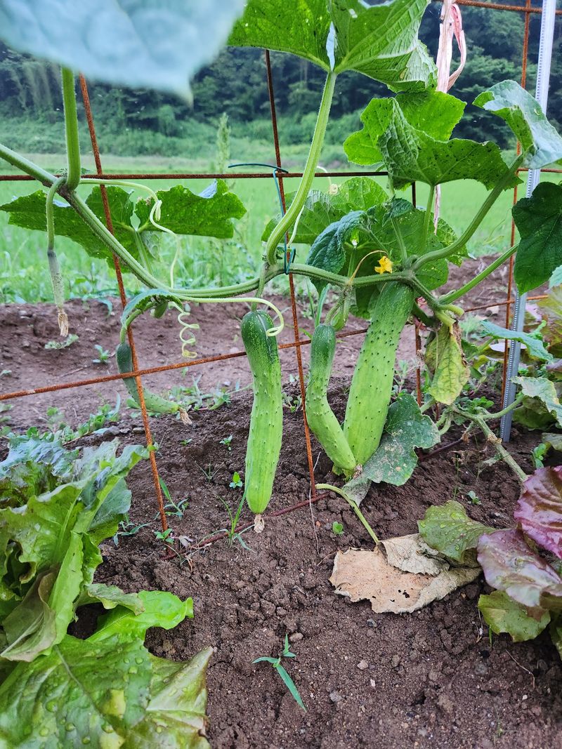 배순녀님의 장터 판매 상품 [상추  풋고추 청량고추  꽈리고추   (상추25000)작년 들깨. 참깨. 서리태 팝니다] 첨부 사진