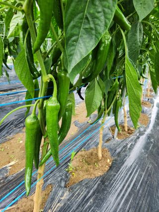 배순녀님의 작성글 사진