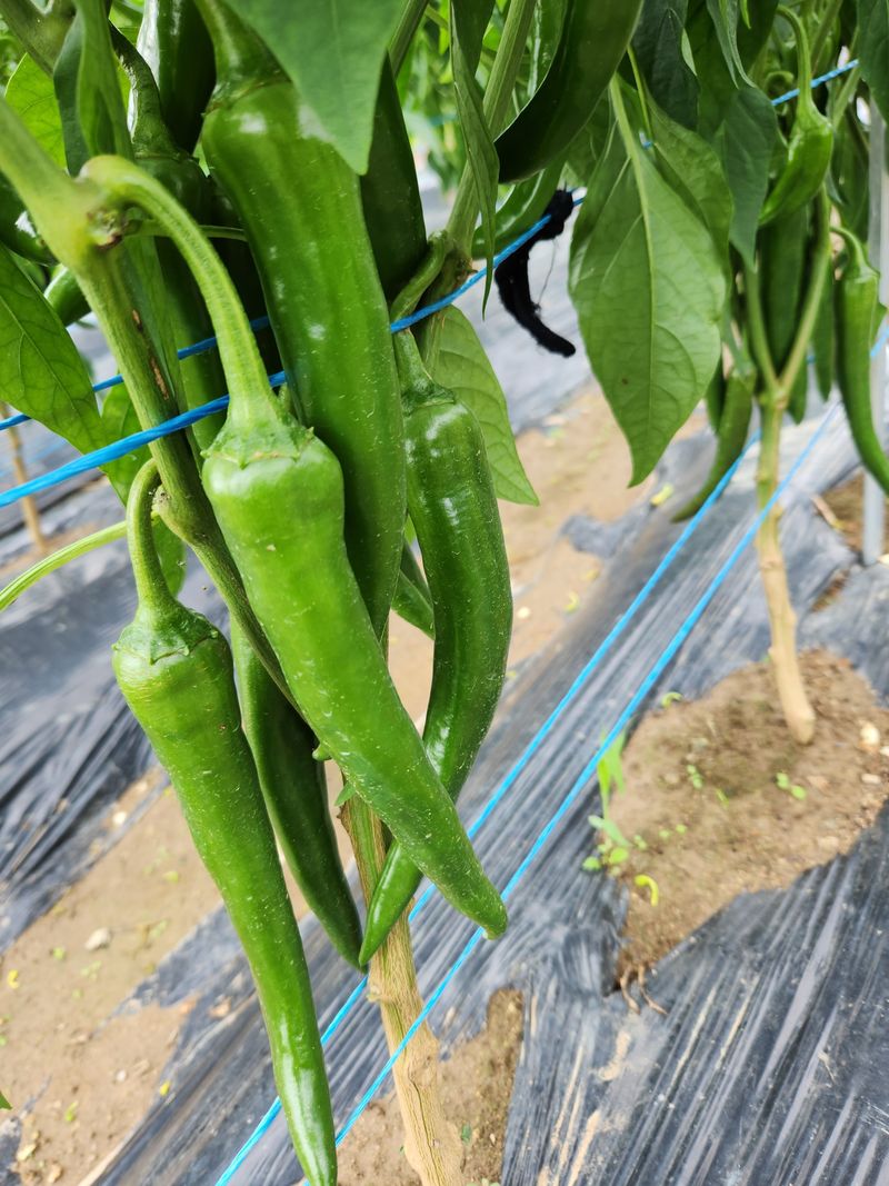 배순녀님의 장터 판매 상품 [상추  풋고추 청량고추  꽈리고추   (상추25000)작년 들깨. 참깨. 서리태 팝니다] 첨부 사진