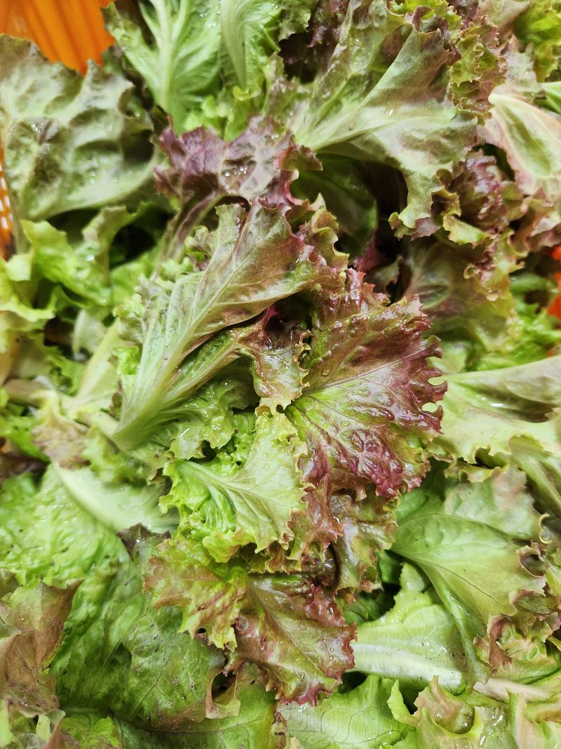 배순녀님의 장터 판매 상품 [상추  풋고추 청량고추  꽈리고추   (상추25000)작년 들깨. 참깨. 서리태 팝니다] 첨부 사진