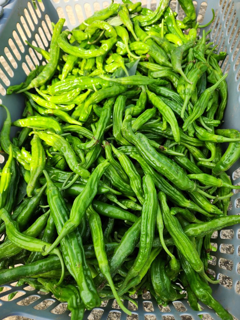 배순녀님의 장터 판매 상품 [상추  풋고추 청량고추  꽈리고추   (상추25000)작년 들깨. 참깨. 서리태 팝니다] 첨부 사진