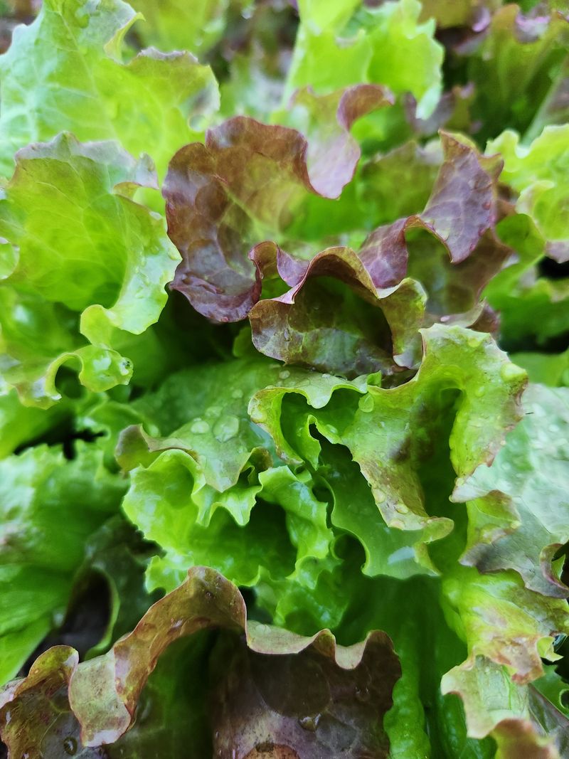 배순녀님의 장터 판매 상품 [상추  풋고추 청량고추  꽈리고추   (상추25000)작년 들깨. 참깨. 서리태 팝니다] 첨부 사진