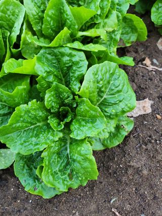 배순녀님의 작성글 사진