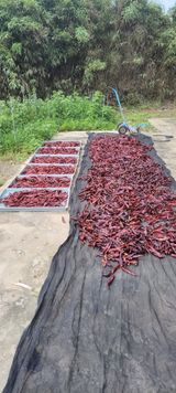 팜모닝 고추·수확 게시글 이미지