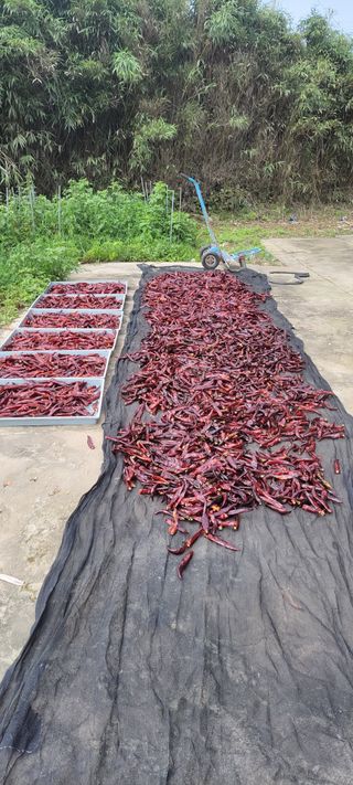 김송홍님의 고추 · 수확 작성글 사진