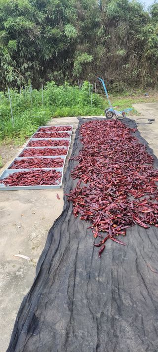 김송홍님의 고추 · 수확 작성글 사진