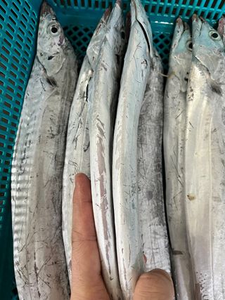 목포 물좋은수산님의 작성글 사진