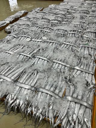 목포 물좋은수산님의 작성글 사진