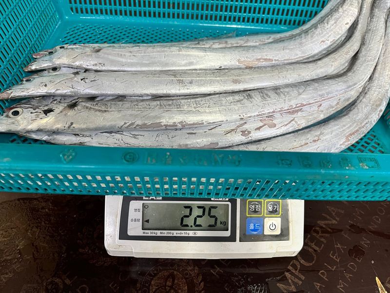 목포 물좋은수산님의 장터 판매 상품 [생물먹갈치] 첨부 사진