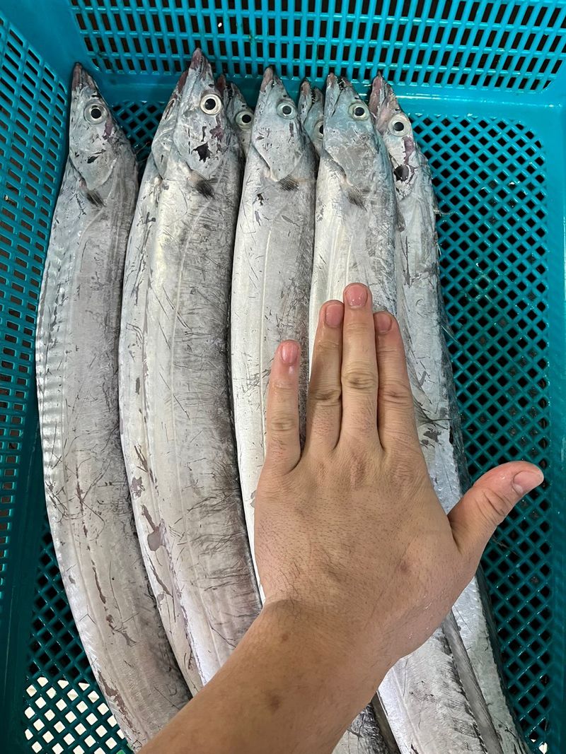 목포 물좋은수산님의 장터 판매 상품 [생물먹갈치] 첨부 사진