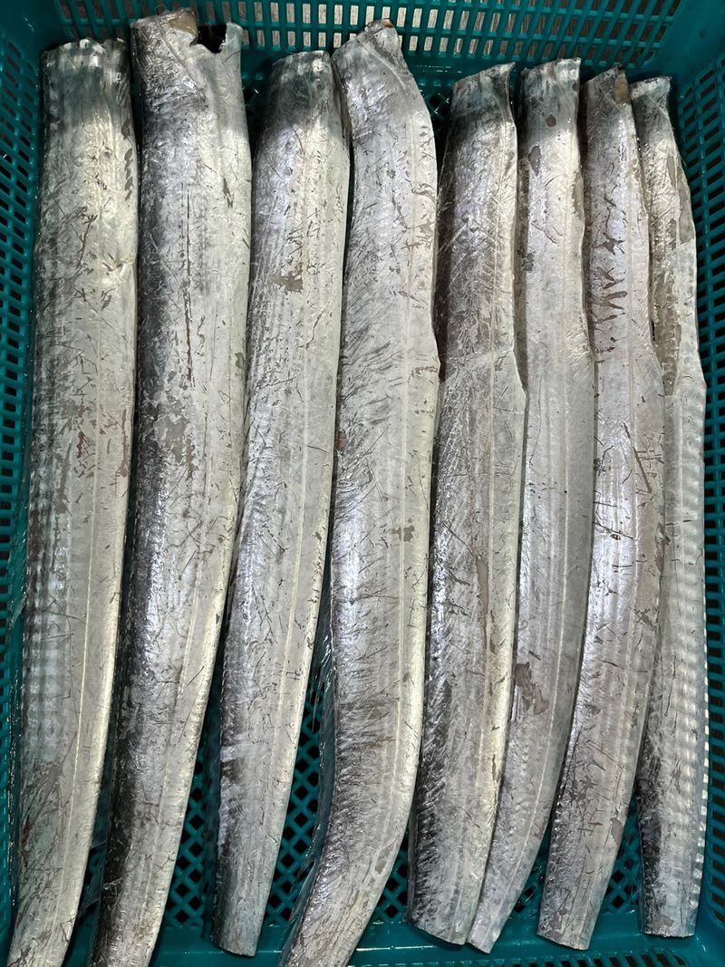 목포 물좋은수산님의 장터 판매 상품 [생물먹갈치] 첨부 사진